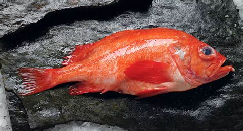Types Of Red Fish: A Guide To The Culinary Delights And .